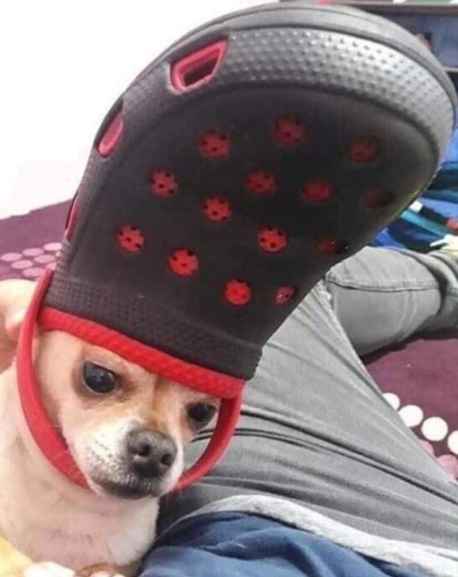 ตามมาดู 15 โมเม้นท์ "PETS WITH CROCS HATS" สุดเพี้ยน ที่ยิ่งดูยิ่งน่ารัก!